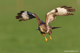 Common Buzzard
