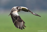 Common Buzzard