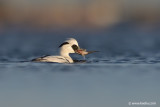 Smew