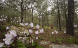 land_scape_favorite