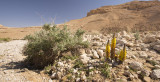 deserts_flora