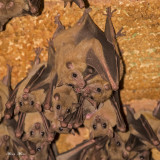 Bat