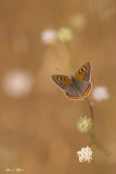 lycaenudae