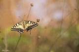 papilionidae