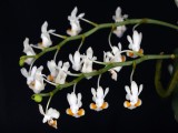 20191569 Phalanopsis gibbosa Emma AM/AOS (82 points) Orchids, Ltd (inflorescences)