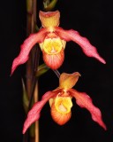 20191573 Phragmipedium Carnival Fireworks AM/AOS (85 points) Orchids, Ltd