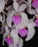 20191574 Holcoglossum kimballianum Silas CCM/AOS (83 points) 02-02-2019 - Walter Crawford (flower)