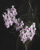 20191574 Holcoglossum kimballianum Silas CCM/AOS (83 points) 02-02-2019 - Walter Crawford (plant)