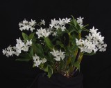 20191575 Dendrobium Mini Snowflake Louise CCM/AOS (81 points) 02-02-2019 - Pat Calvey (plant)