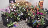 20191595-20191596 Illowa Orchid Society Exhibit Spring Flair ST-SC/AOS (86 points) 03-16-2019