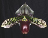 20191598 Paphiopedilum Macabre Magical Moon Kathy HCC/AOS (76 points) 03-16-2019 - Bruce Byorum
