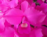 20191603 Guarianthe skinneri Heidi Jacobs CCM/AOS (83 points) 04-13-2019 - William Rogerson (flower)
