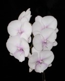20191606 Phalaenopsis Lioulin Diana Lip Iowa Orchids HCC/AOS (77 points) 04-13-2019 - Robert Bannister (spray)