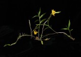 20191611 Dendrobium chrysocrepis Cherys Joy  CBR/AOS 05-11-2019 - Cheryl Erins (plant)