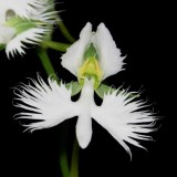 20191632 Habeneria radiata  TQs First JC/AOS 09-14-2019 - Tony Quirk (flower)