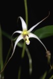 20191644 Diplocaulobium  nitidissimum Ethereal SR CHM/AOS (82 points) 10-26-2019 - Sue Reed (flower)