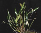 20191644 Diplocaulobium  nitidissimum Ethereal SR CHM/AOS (82 points) 10-26-2019 - Sue Reed (plant)