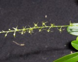 20191583 Platystele viridis  Orkiddoc CCM/AOS (85 points) 03-02-2019 - Larry Sexton (flowers)