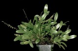20191583 Platystele viridis  Orkiddoc CCM/AOS (85 points) 03-02-2019 - Larry Sexton (plant)