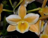 20202566 Dendrobium Pittero Gold Diamond Ring JC/AOS 02-01-2020 - Pat Calvey (flower)
