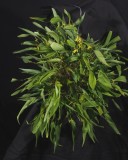 20202569 Acianthera quadricristata Cheryls Joy CBR/AOS 02-01-2020 - Cheryl Erins (plant)