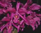 20202593 Cattleya maxima Natural World AM/AOS (81 points) 09-12-2020 - William Rogerson (flowers)