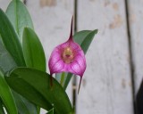 20202599 Masdevallia panguena Orkiddoc AM/AOS (84 points) 10-10-2020 - Larry Sexton (flower)