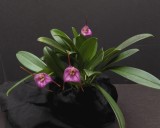 20202599 Masdevallia panguena Orkiddoc AM/AOS (84 points) 10-10-2020 - Larry Sexton (plant)