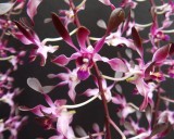 20202601 Dendrobium Curtis Twinkle Royal Purple AM/AOS (81 points) 10-10-2020 - Orchids Ltd (flowers)