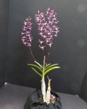 20202601 Dendrobium Curtis Twinkle Royal Purple AM/AOS (81 points) 10-10-2020 - Orchids Ltd (plant)