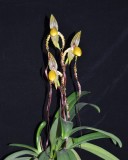 20202605 Paphiopedilum Angel Hair Andrea AM/AOS (85 points) 11-14-2020 - Orchids by Hausermann (plant)
