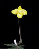 20212555 Paphiopedilum Norito Hasegawa Sophie AM/AOS (81 points) - 02-13-2021 - Orchids by Hausermann (plant)