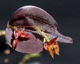 20212558 Lepanthes genetopophantica Cheryls Joy CBR/AOS - 02-13-2021 - Cheryl Erins (inflorescence)