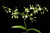 20212565 Epidendrum agoyanense Orkiddoc CBR/AOS - 03-13-2021 - Larry Sexton (inflorescence)