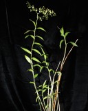 20212565 Epidendrum agoyanense Orkiddoc CBR/AOS - 03-13-2021 - Larry Sexton (plant)