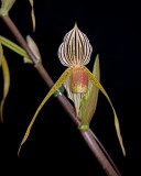 20212567 Paphiopedilum Bel Royal Sadie CCM/AOS (82 points) - 04-10-2021 - Orchids by Hausermann (flower)