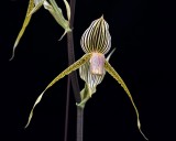 20212568 Paphiopedilum Bel Royal Owen CCM/AOS (81 points) - 04-10-2021 - Orchids by Hausermann (flower)