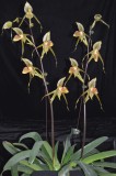 20212568 Paphiopedilum Bel Royal Owen CCM/AOS (81 points) - 04-10-2021 - Orchids by Hausermann (plant)