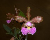 20212570 Cattleya schilleriana Kathleen IV AM/AOS (85 points) - 04-10-2021 - William Rogerson (flower)