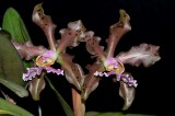 20212571 Cattleya schilleriana Paul II AM/AOS (87 points) - 04-10-2021 - William Rogerson (flowers)