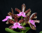 20212572 Cattleya Lacey Michell Matherne Kathleen HCC/AOS (76 points) - 04-10-2021 - William Rogerson (inflorescence)