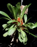 20212576 Specklinia tribuloides Orkiddoc AM/AOS (82 points) - 04-10-2021 - Larry Sexton (plant)