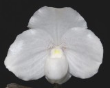 20212583 Paphiopedilum niveum Deerwood #1 AM/AOS (81 points) - 05-08-2021 - Ross Hella (flower)