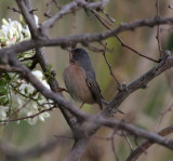 Moltonis Warbler (Sylvia subalpina)