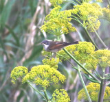 Spectacled Warbler (Sylvia conspicillata)