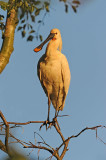 DSC_1684 lepelaar (Platalea leucorodia, Spoonbill).jpg