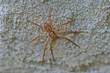 DSC08405F zwartrugrenspin vr (Philodromus dispar).jpg