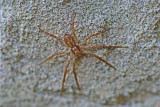 DSC08405F zwartrugrenspin vr  (Philodromus dispar).jpg