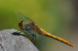 DSC_8952F bloedrode heidelibel  (Sympetrum sanguineum, Ruddy darter).jpg