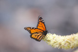 700_9216 monarchvlinder (Danaus plexippus, monarch butterfly).jpg